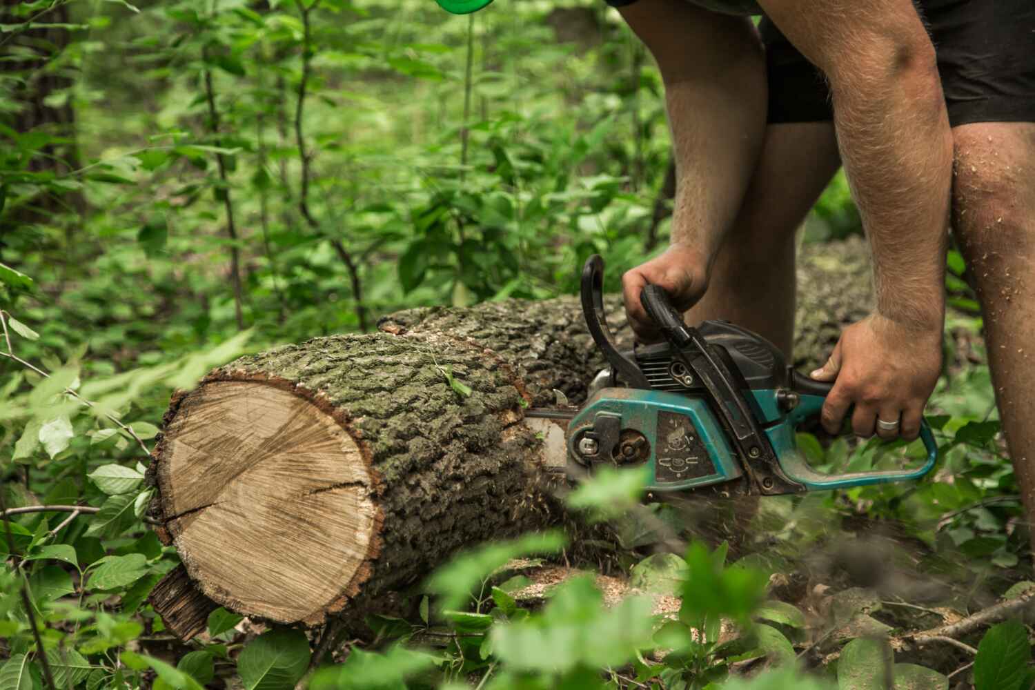 Best Tree Removal Near Me  in Vineyards, FL